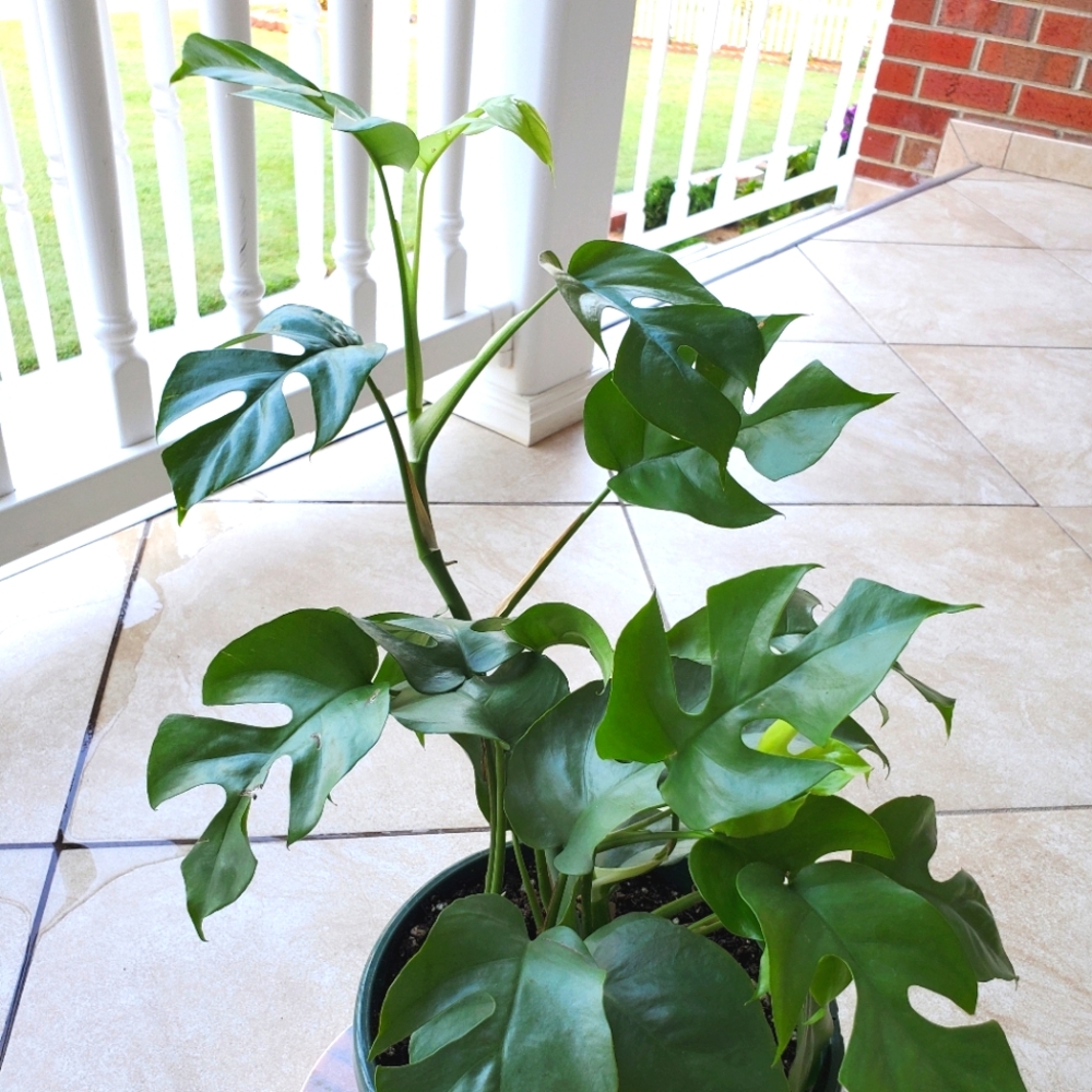 SOLD Rhaphidophora Tetrasperma | 5.5" pot - Picture 3 of 10
